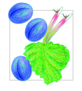 illustratie voor etiket Rabarber-pruim fruitbeleg (Très Jolie)